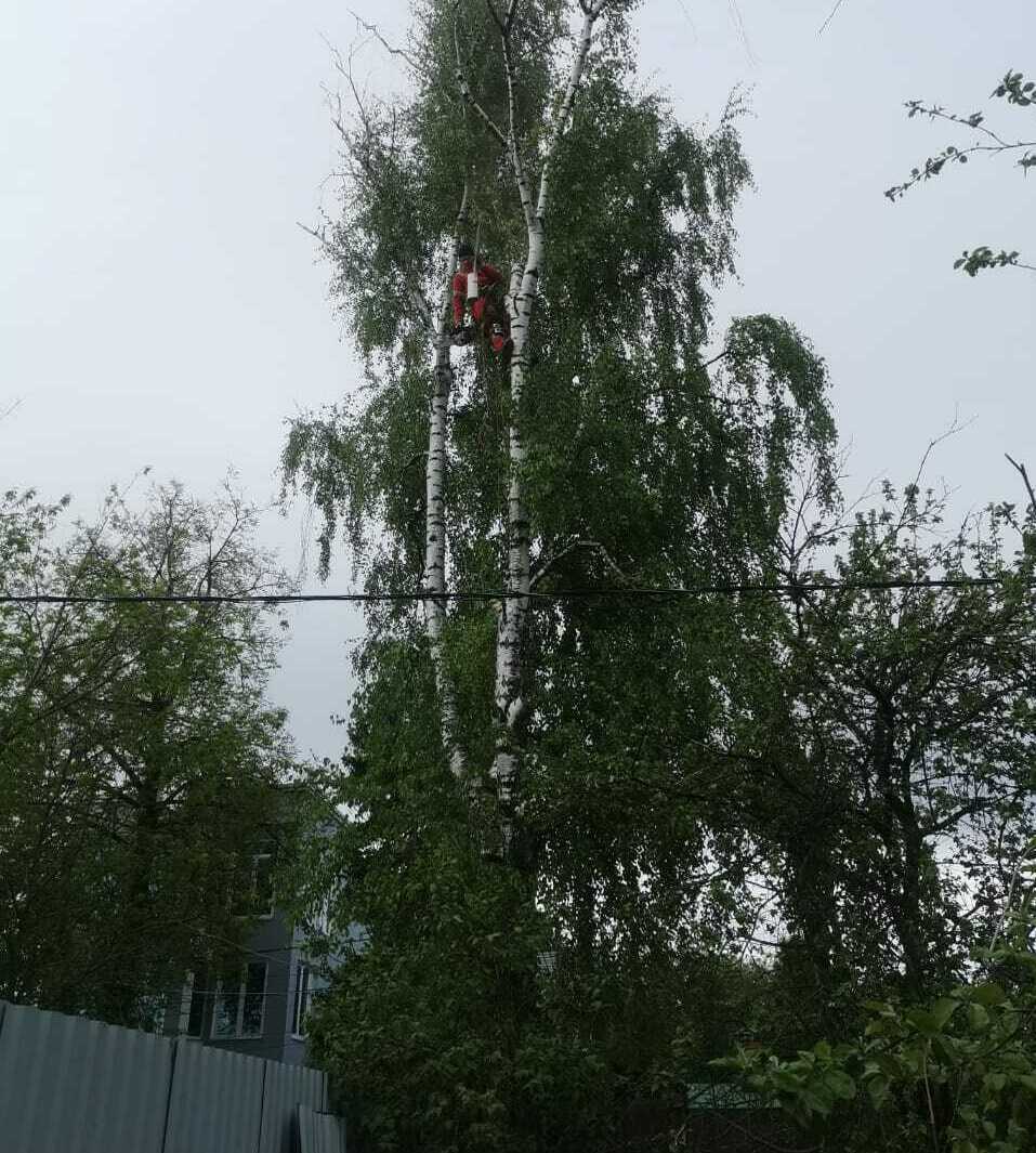 🪓 Профессиональное удаление деревьев в Москве и области - Лучшие цены и  арбористы! 🌲